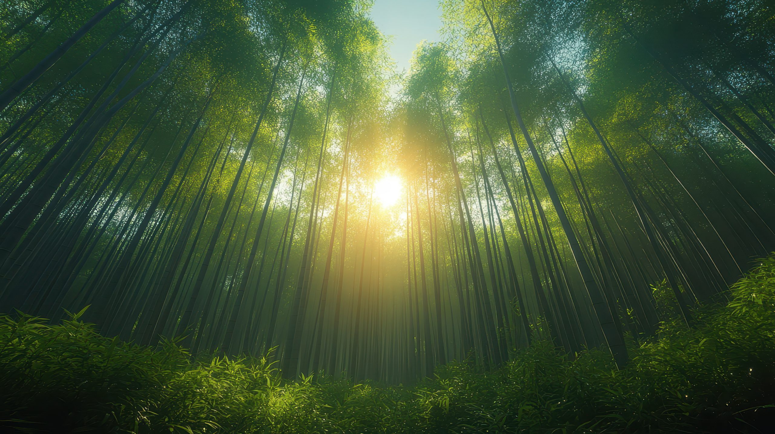 A serene morning in a dense bamboo grove.